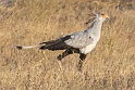 Secretary Bird